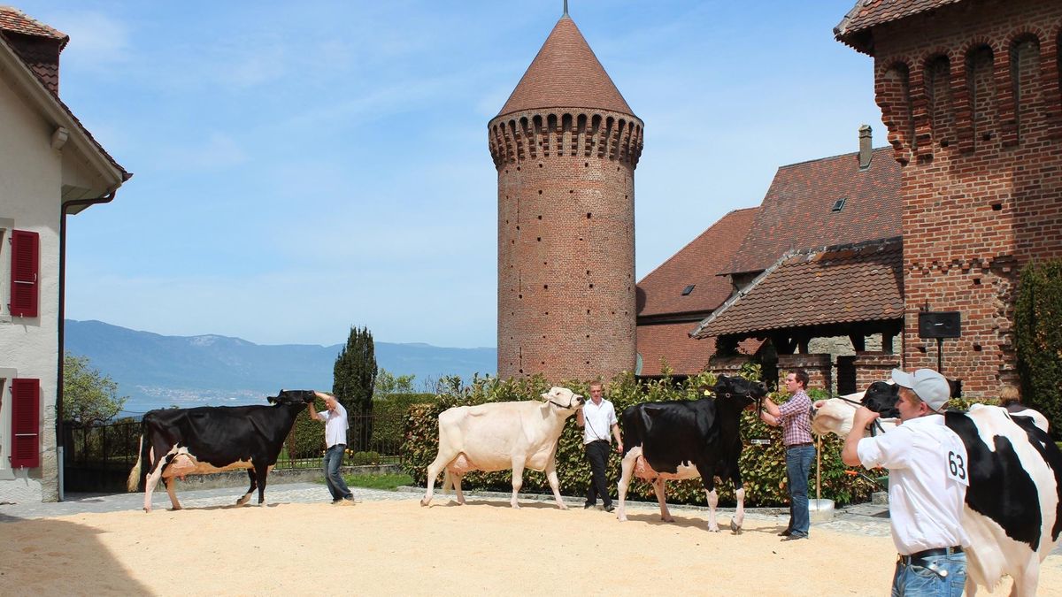 La ferme débarque dans la vieille ville d’Estavayer