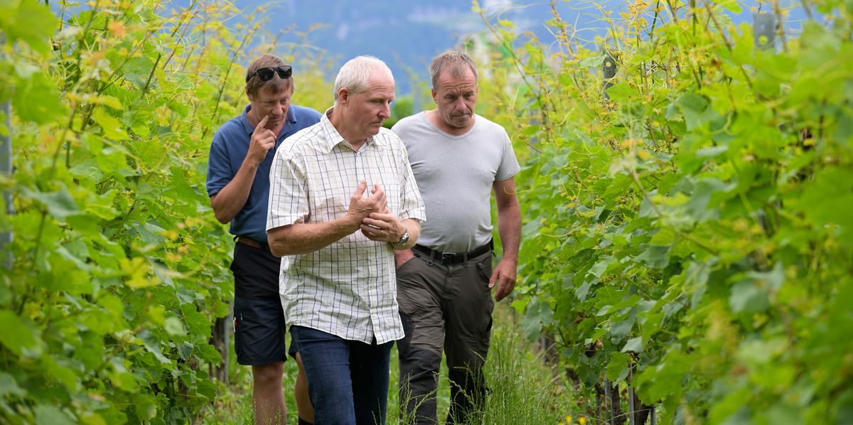 Le vigneron d’Aigle Alain Emery, le chef des cultures spéciales et de la protection des végétaux pour le Canton de Vaud, Olivier Viret, et François Montet, président de la FVV, sont revenus dans les vignes gelées en avril pour constater leur évolution.