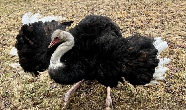 Guillaume Tell a exécuté une danse nuptiale pour accueillir lematin.ch à l’«Autruches Aventure».