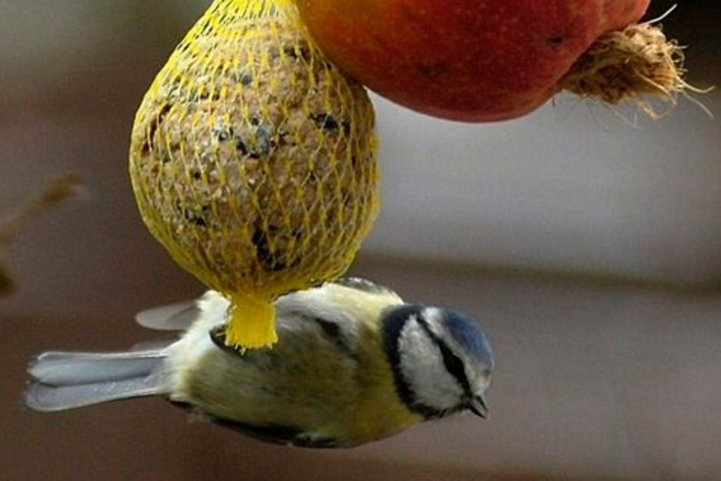 La sécheresse et un virus mettent à mal les oiseaux