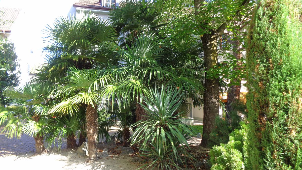 Végétaliser les cours intérieures pour parer aux îlots de chaleur