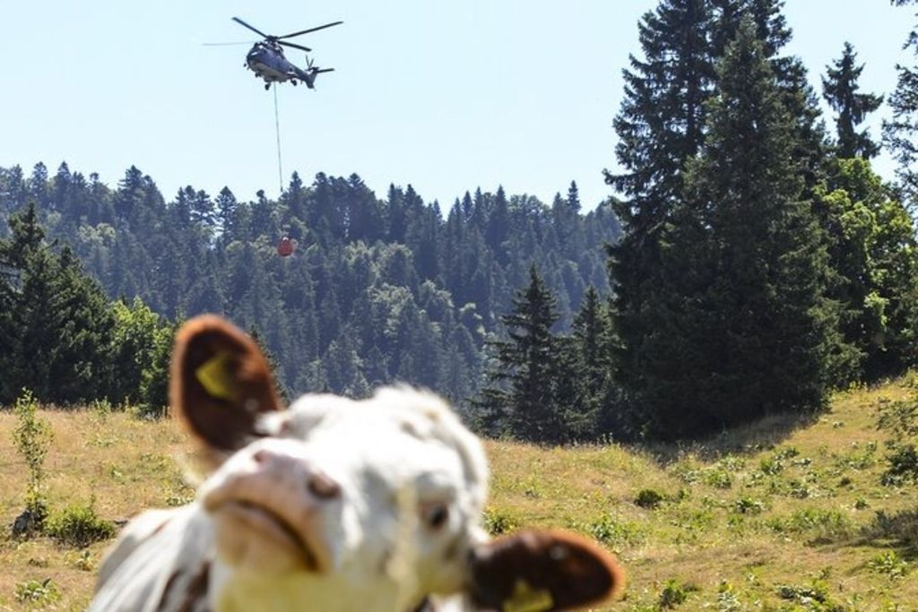 Vaches d'alpage: le ravitaillement par hélico continue