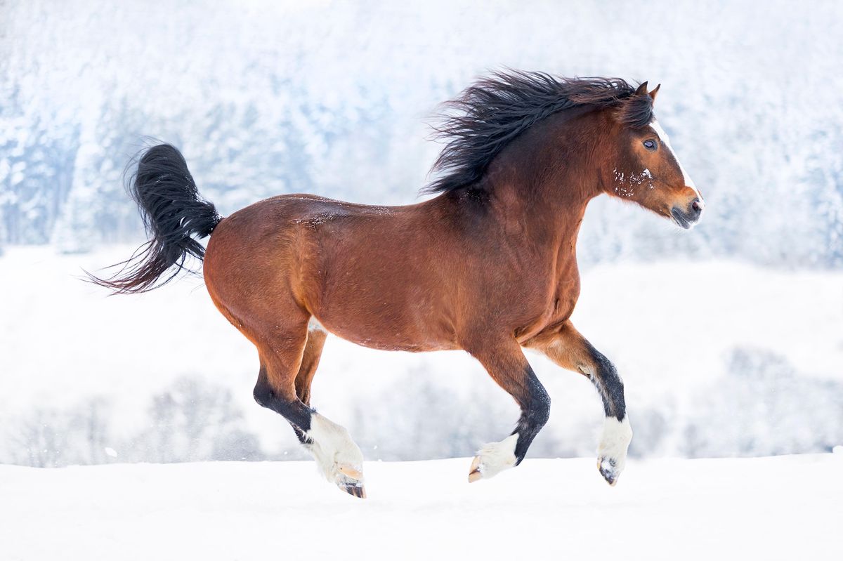 Les éleveurs de l’unique espèce de cheval indigène de Suisse sont inquiets.