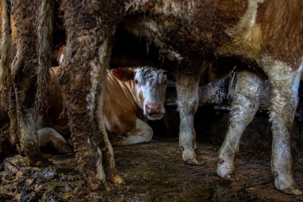 Certains éleveurs Bio ne respectent pas les conditions d’élevage exigée par le label, bien au contraire (photo d’illustration).