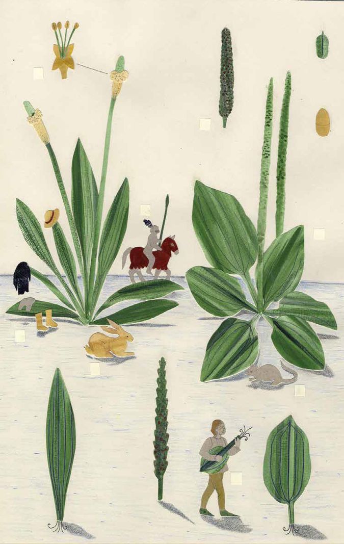 Les plantains, grand plantain ou plantain lancéolé, sont encore nommés langue d’agneau ou d’oie, oreille de lièvre, herbe aux cinq coutures, chapeau noir… Utile pour «serrer les ventres» envahis de pus, mordus par les serpents ou scorpions. La légende dit que la piétiner, loin de la détruire, cause la perte du marcheur imprudent qui perdra son chemin. Seule manière de s’en sortir, se déshabiller et remettre ses habits à l’envers. Pensez-y lors de votre prochaine promenade.