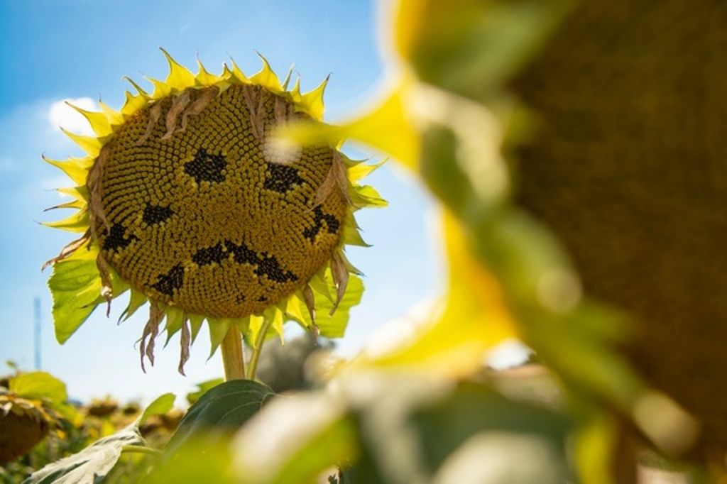 Il a fait chaud, mais pas autant qu'en 2003