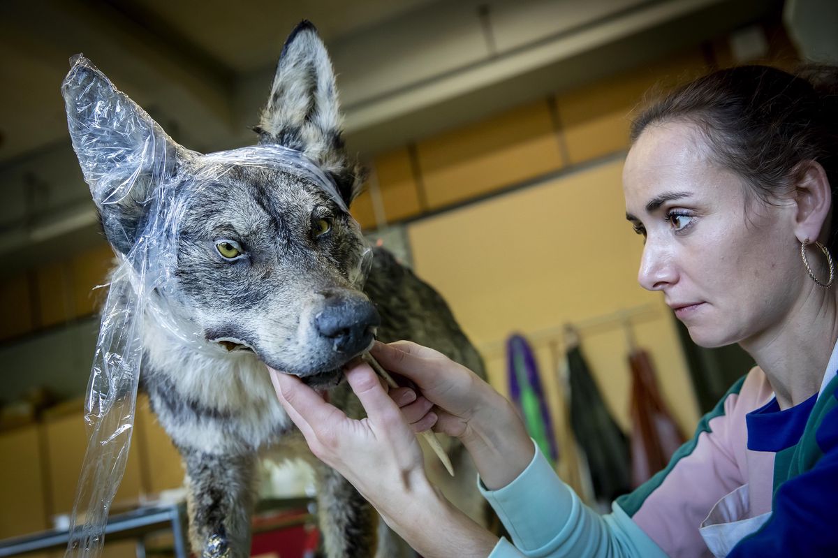 Voici «M233», premier loup abattu par le Canton de Vaud depuis son retour – naturel - dans le Jura. Récupérée par le Musée d’histoire naturel de Genève, il rentre maintenant dans l’histoire. Derrière sa taxidermie, un enjeu scientifique et didactique de premier ordre.
