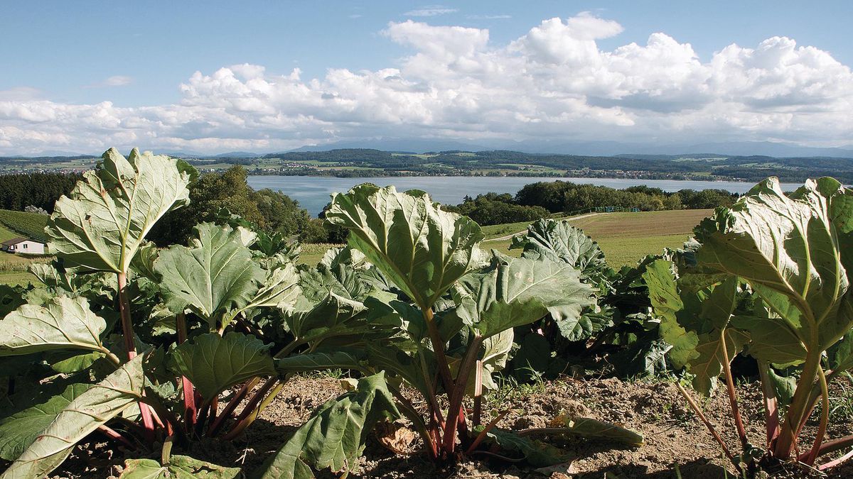 Partenariat La rhubarbe du Vully est tout sauf rébarbative! Le Matin