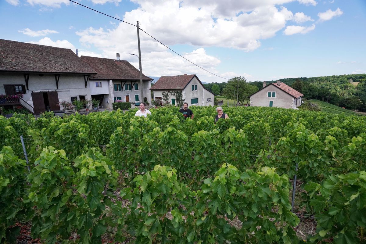 François Pottu, Jacques Pottu et Claire Bellevaux, au milieu des vignes dans le village de Malval, à Dardagny, en juillet 2022.