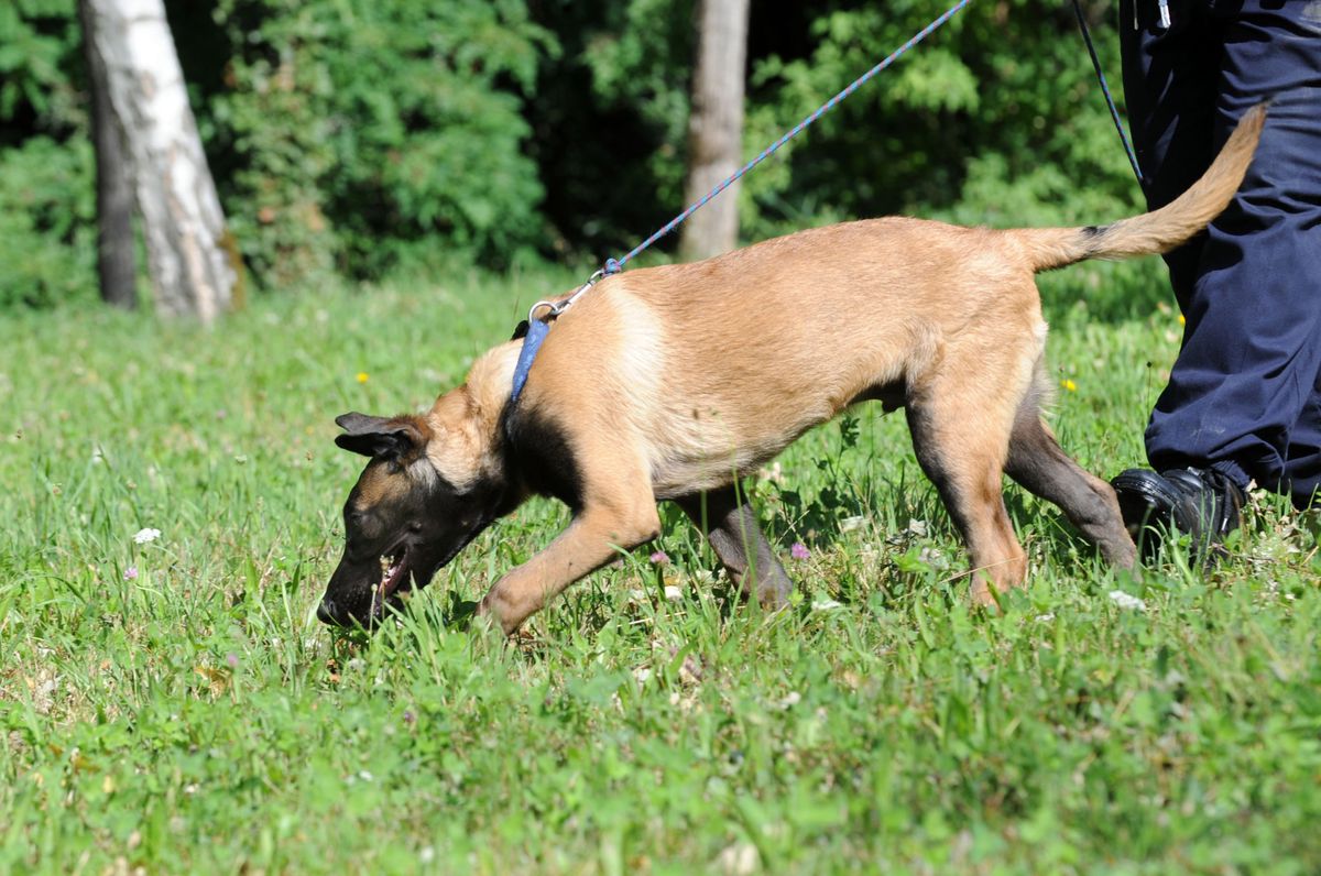 Un malinois. Ce berger belge est souvent utilisé par la police. © Philippe Maeder
