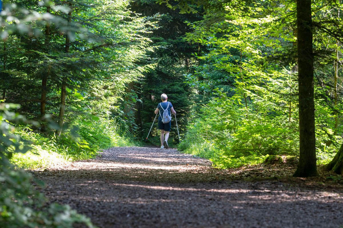 LAUSANNE LE 12 JUIN 2023.  Le parc naturel du Jorat. Des  restrictions vont entrer en vigueur pour sauvegarder et  protéger la biodiversité de la forêt. ©  ( J-P Guinnard/24 HEURES)