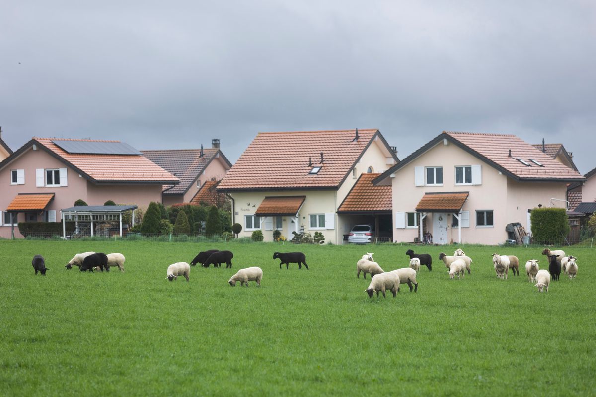 Un troupeau de moutons à Saint-Barthélemy