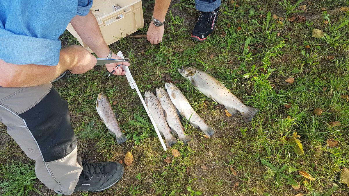 Das mysteriöse Fischsterben von Richterswil