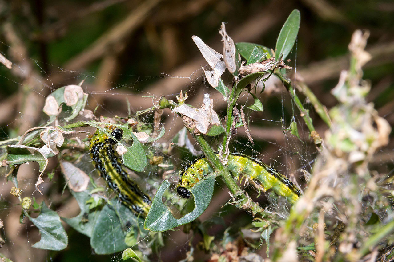 Plantes affaiblies: La chaleur déroule le tapis rouge aux insectes ravageurs
