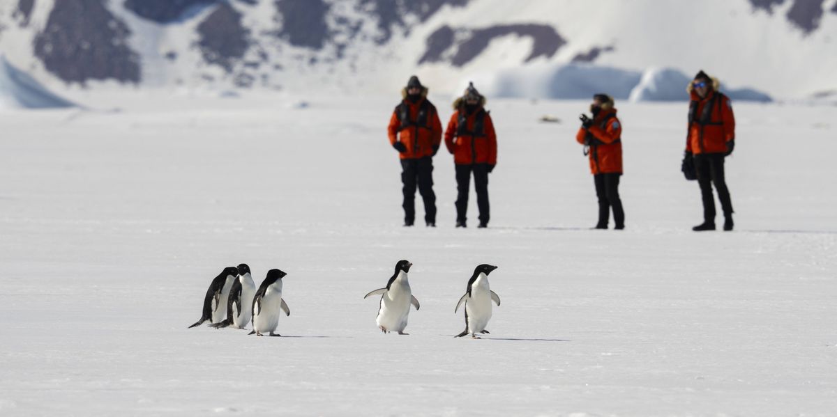 Antarktis-Tourismus-Touristen-stapfen-durch-Pinguinkolonien