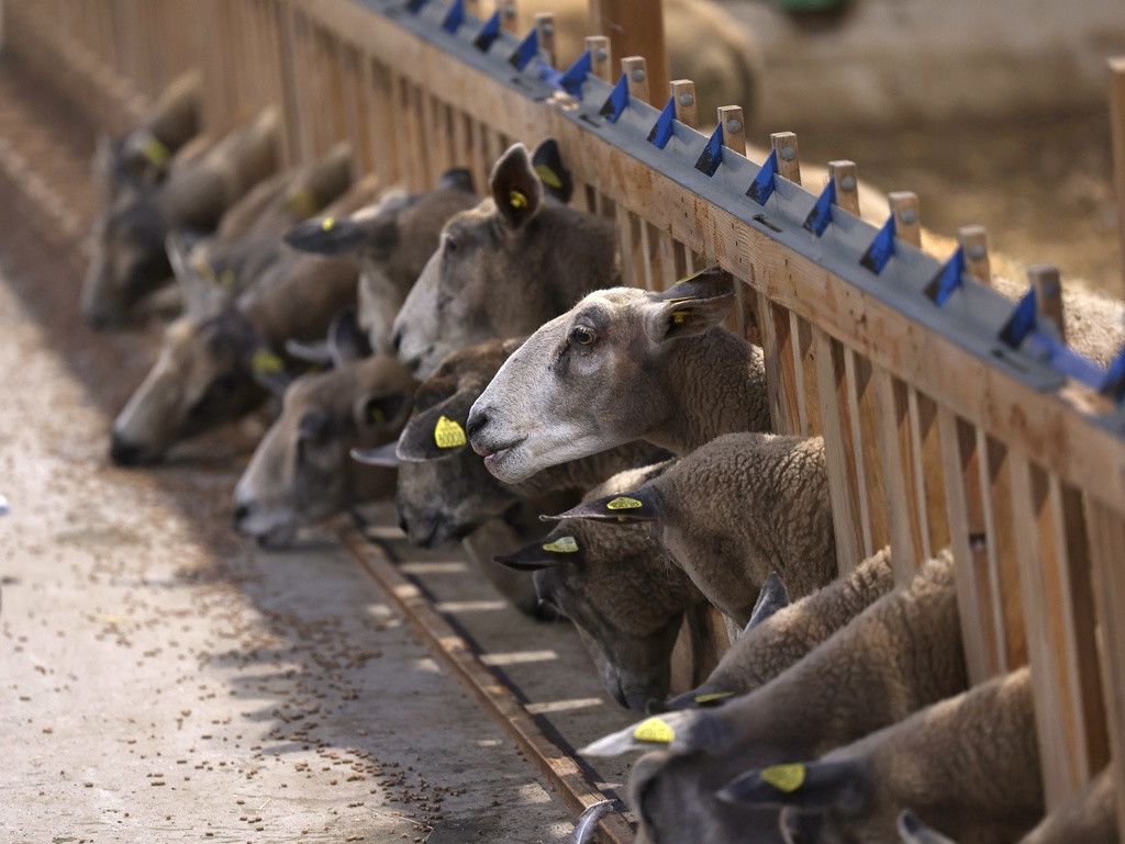 Des moutons bruns et blancs mangent ensemble dans une mangeoire en bois, chacun ayant un marqueur jaune à l'oreille.
