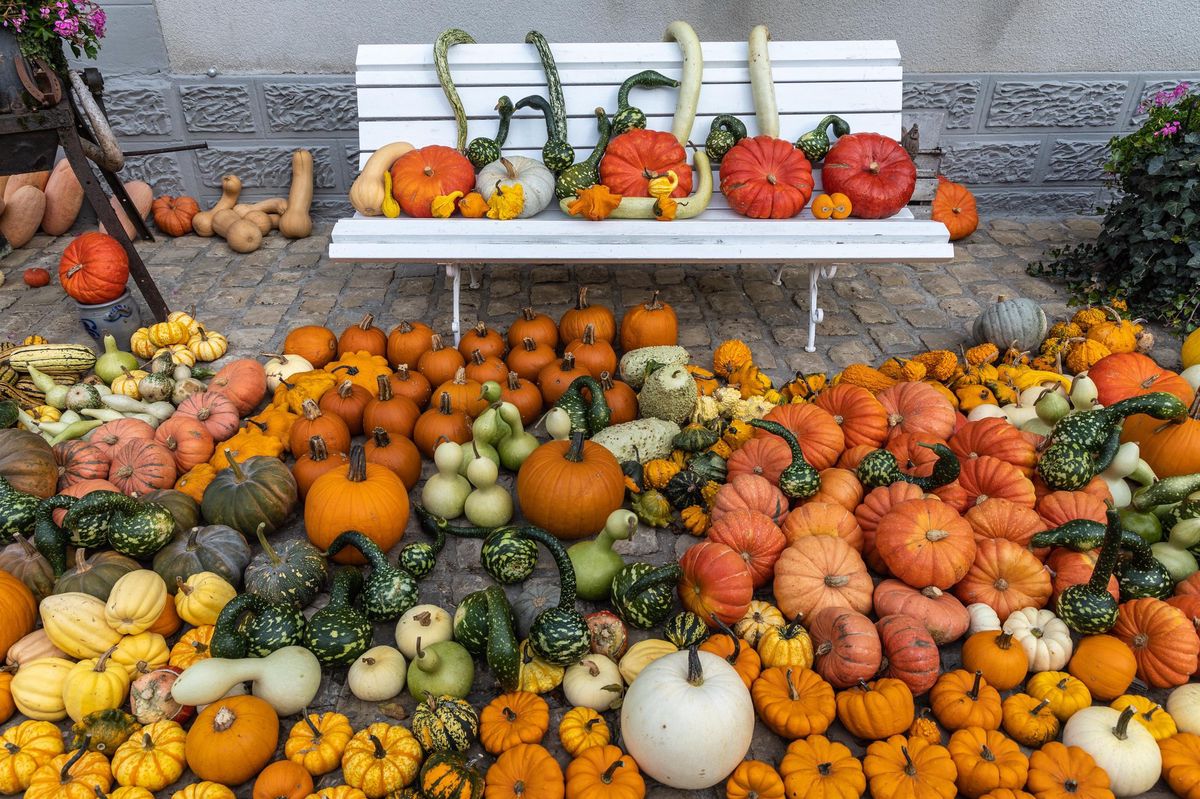 Au Luxembourg: Il colore l'automne de plus de 100 000 potirons - L ...