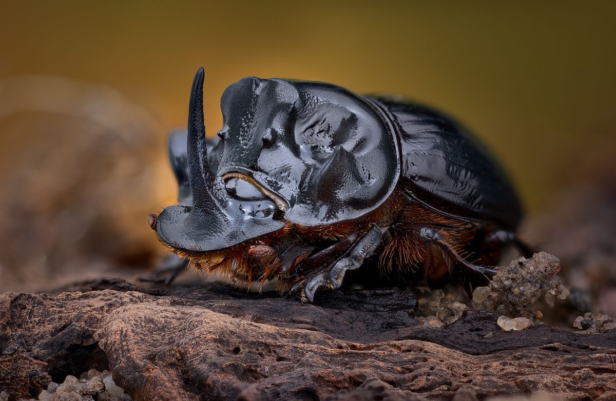 Un beau livre fait l’éloge des coléoptères de notre région