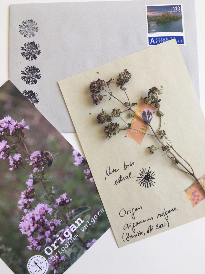 Des plantes fraîches sont envoyées par courrier. 