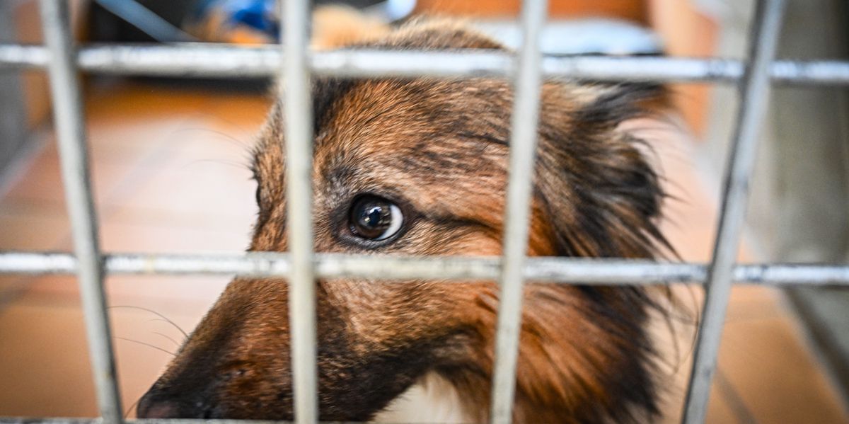 Kritik nach Hunde-Tragödie in Ramiswil (SO): «Die Tiere hätten nicht alle ...