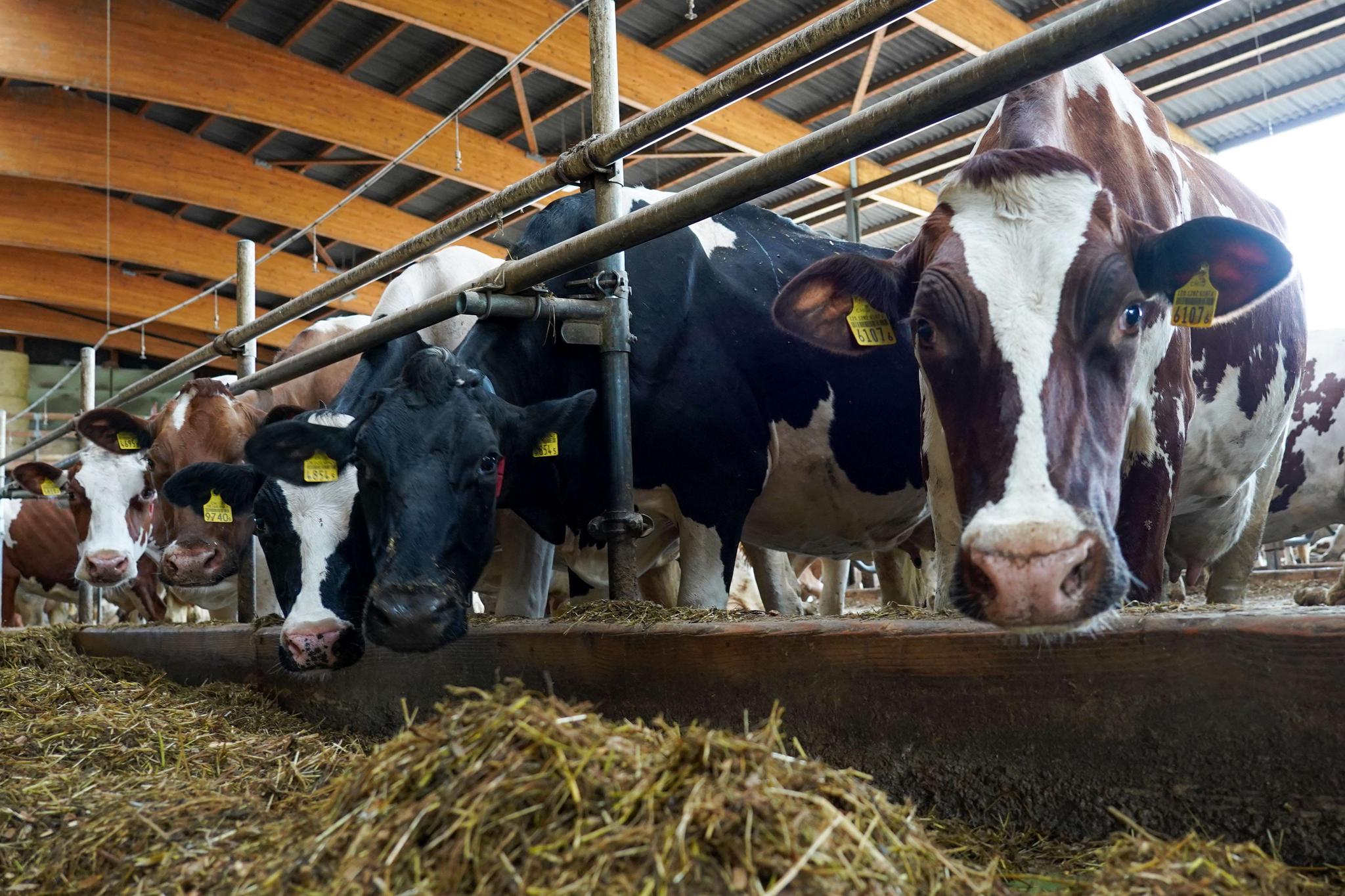 Le nombre de bovins est resté plus ou  moins stable dans le canton (un peu plus de 100’000 têtes) en dix ans, mais le nombre de détenteurs a baissé d’un quart.