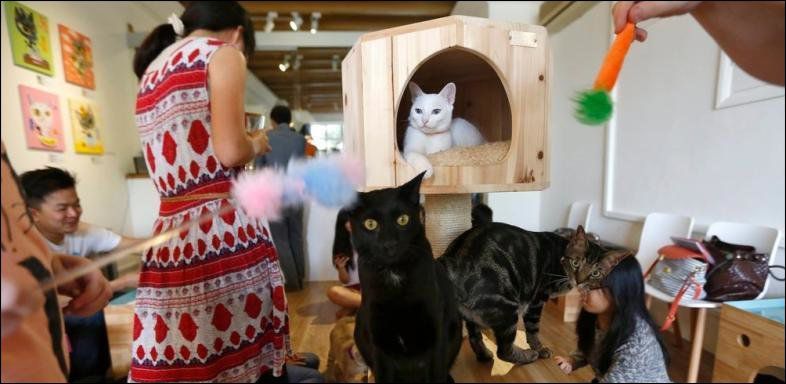 Carouge Bientot Un Bar A Chats A Geneve Minutes