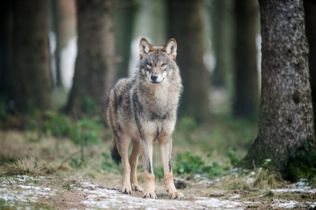 Berne demande moins de protection du loup