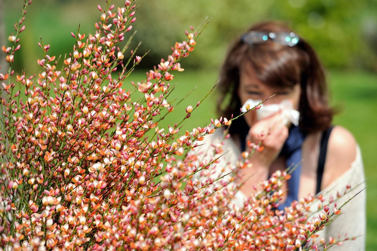 Une femme se mouche à Godewaersvelde, dans le nord de la France, le 18 mai 2013, alors que l'arrivée du beau temps marque l'arrivée du pollen allergène.