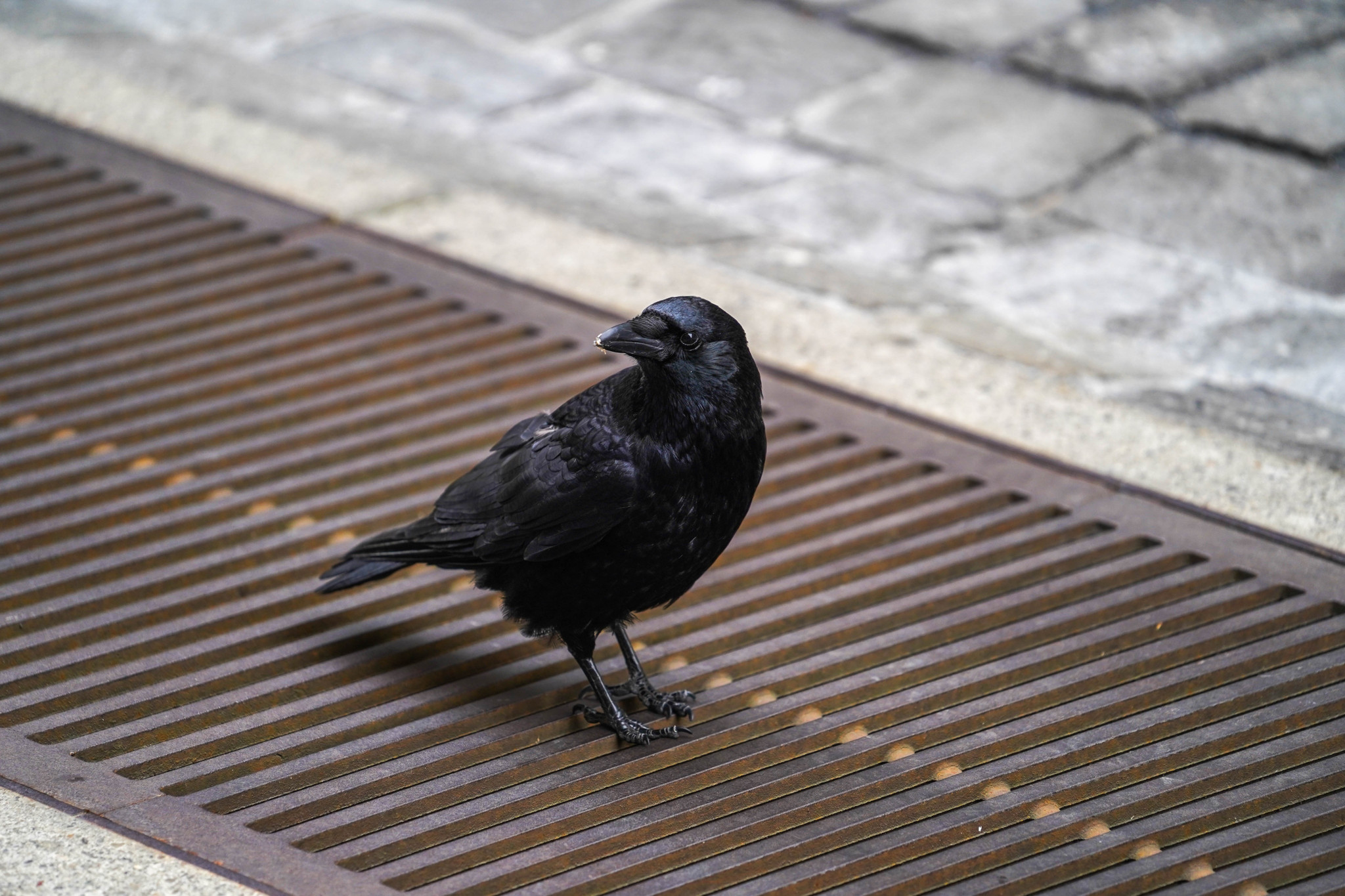 FDP-Vorstoss im Parlament: Zürcher Stadtratsmitglieder sollen Vogel-Paten werden