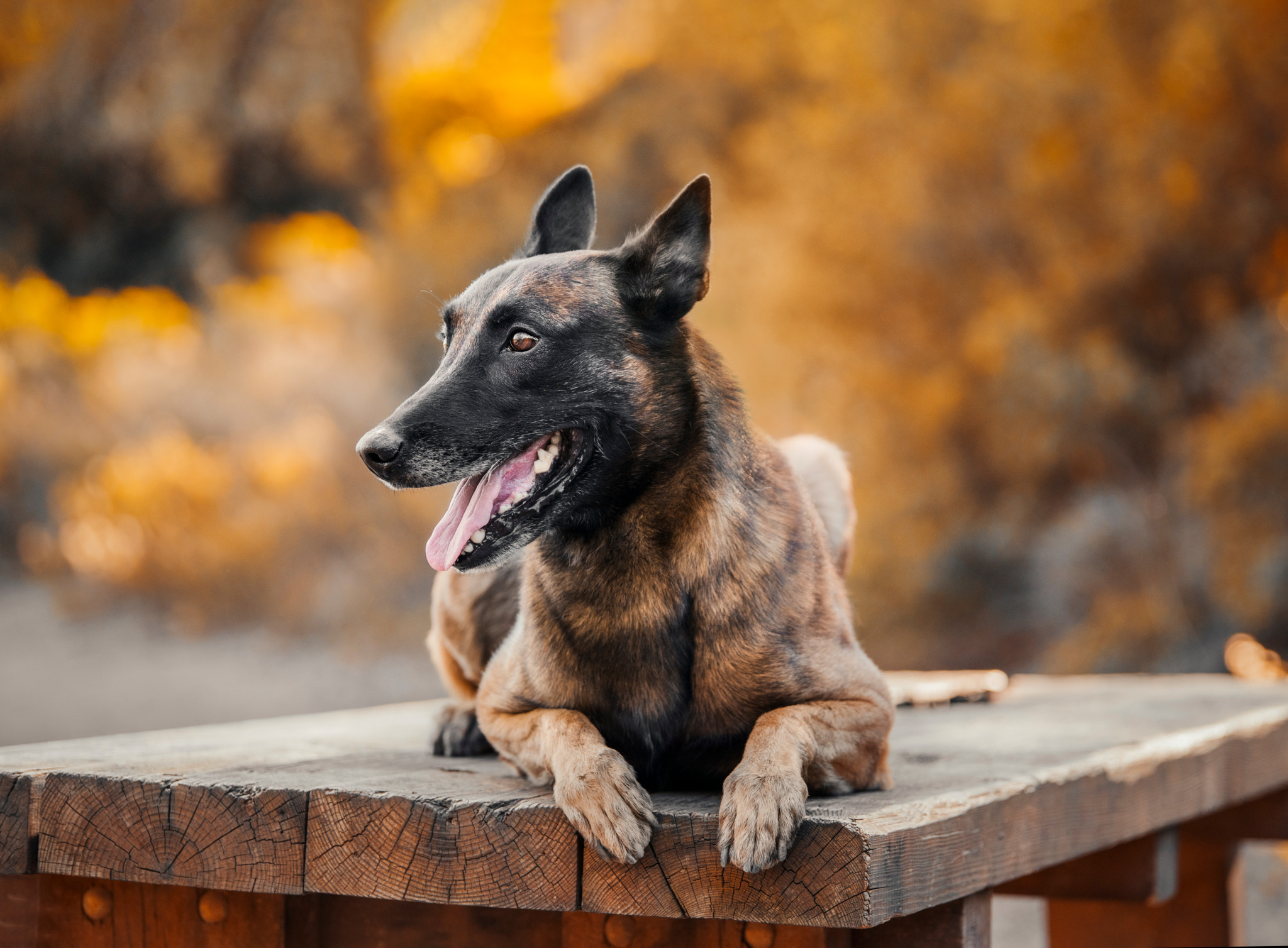 Maltraitance animale: Un chien retrouvé mort attaché à un arbre en Haute-Savoie choque une association