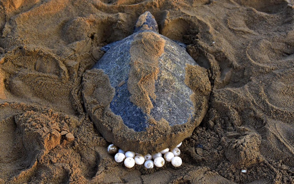 Panama Ils sauvent les oeufs des tortues menacées par la montée des eaux Le Matin Panama Ils sauvent les oeufs des tortues menacées par la montée des eaux Le Matin