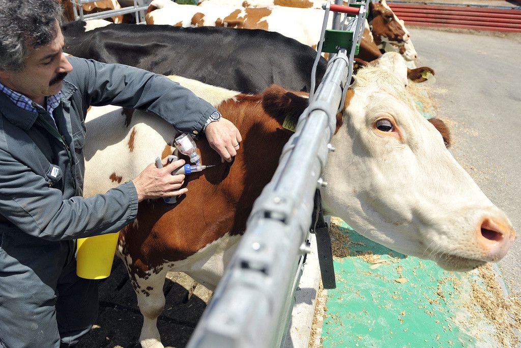 Un vétérinaire examine une vache brune et blanche attachée dans une stalle.