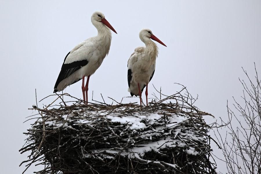 Les Cigognes blanches doivent parfois affronter les rigueurs du climat. Elles y sont habituées.
