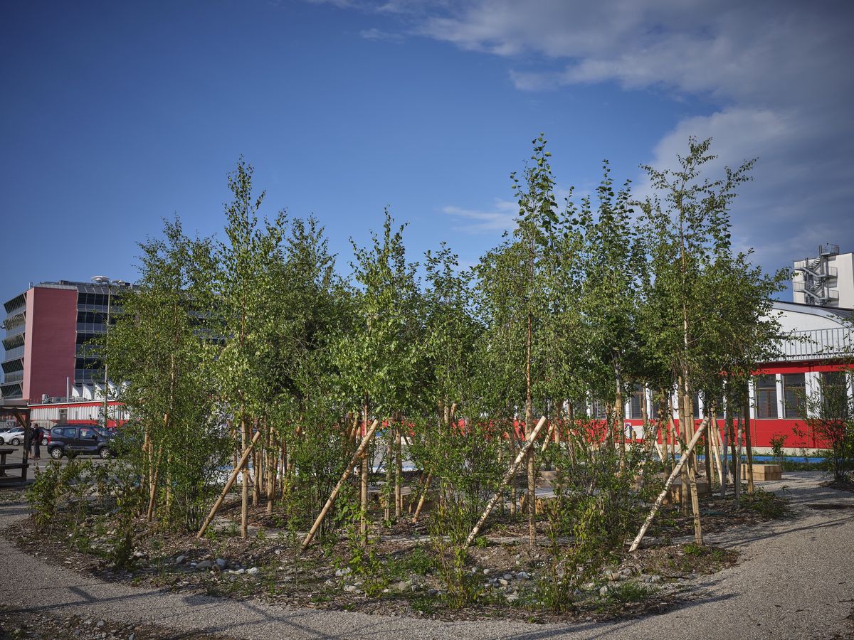 Genève, le 10 août 2021. Une micro forêt aménagée dans le quartier des Acacias. Cet espace de verdure a été gagné sur un parking. 