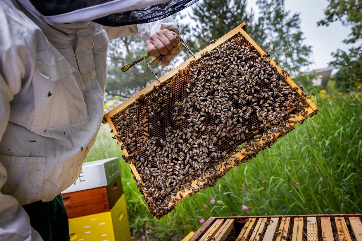 En contrôlant les six ruches du site de Meyrin, les deux apiculteurs de Bees4You, bien équipés, constatent un brin dépités que la récolte de ce printemps sera bien limitée.