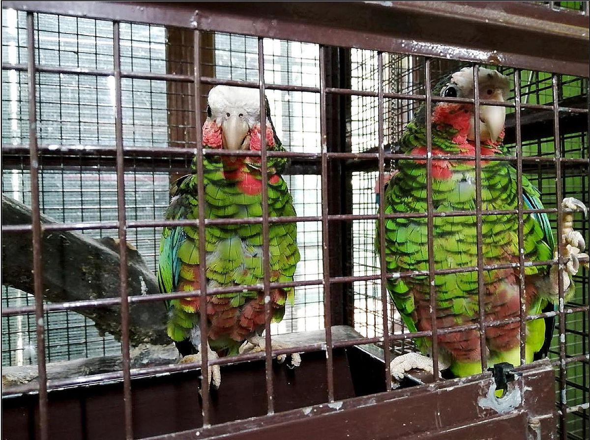 Les perroquets ont été retrouvés dans une poubelle à Soral.