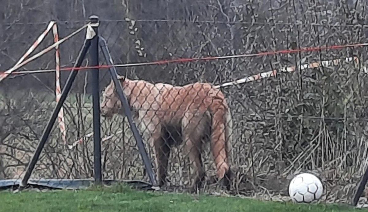 Tout est parti de cette photo prise par la Palinzarde qui dit avoir rencontré une lionne dans son jardin à Epalinges.