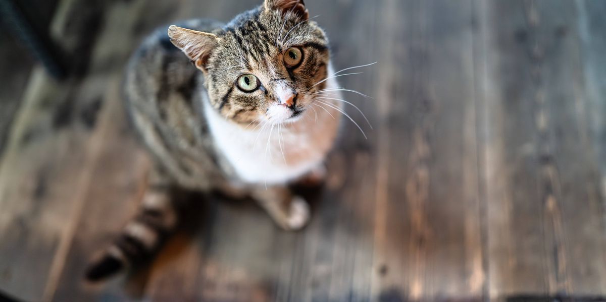 Tierqu-lerei-und-Diebstahl-Frau-stiehlt-mehrere-Katzen-und-beklaut-ihre-Frauen-rztin