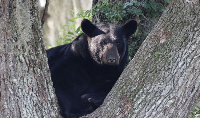 L’ourse est certainement entrée dans le parc en quête de nourriture. Image d’illustration.