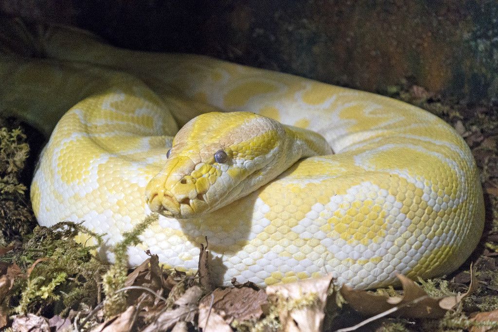 Dunkler Tigerpython, amelanotische Form (KEYSTONE/CHROMORANGE/Ernst Weingartner)
