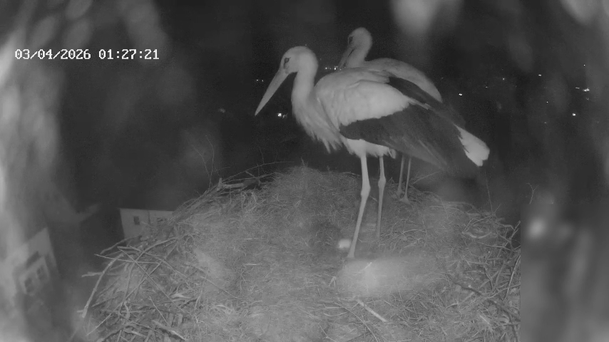 Attacke auf Storchenpärchen: Glattfelder Störche schlagen mitten in der Nacht einen Angreifer in die Flucht