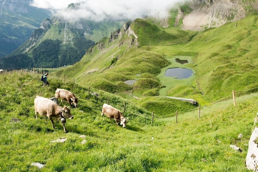 Eine Saison auf der Alp TagesAnzeiger