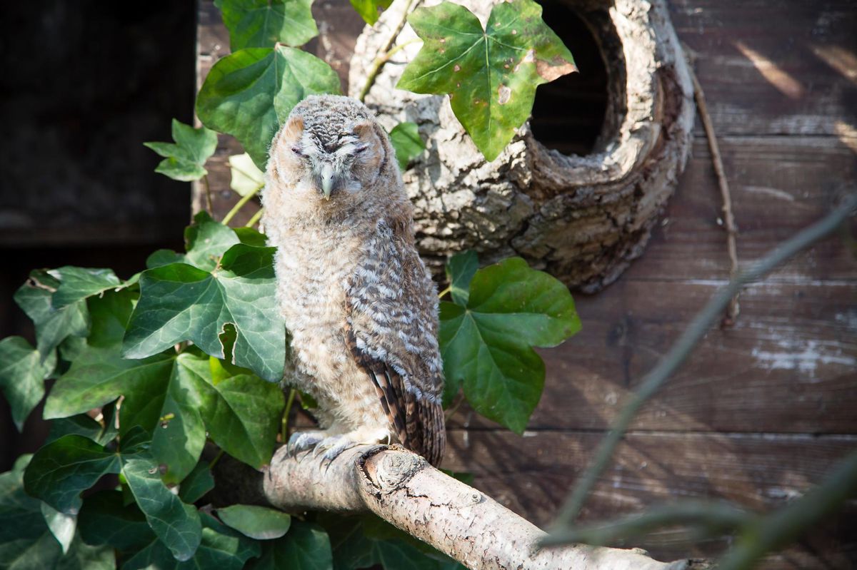 Genève, le 2 mars 2021. Centre Ornithologique de Réadaptation (COR) à Genthod. Une baby chouette hulotte récupérée le 19 février au Petit-Saconnex. ©Frank Mentha