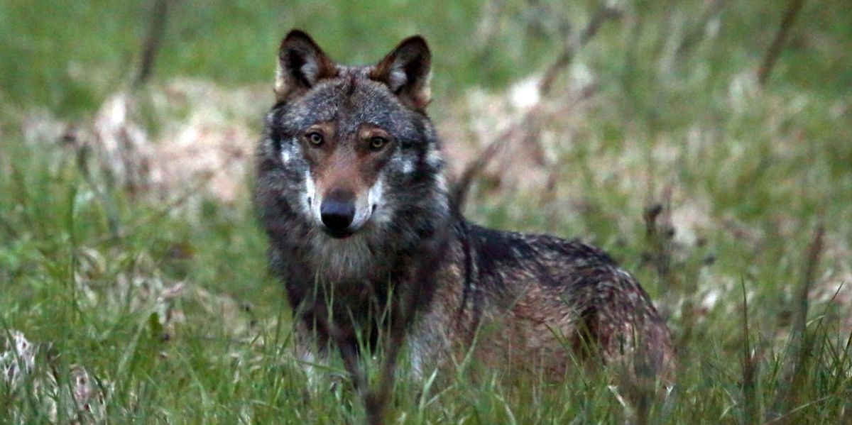 Ein Wolf, mutmasslich "M35", aufgenommen beim Dorfeingang von Bellwald im Obergoms, Wallis, am 28. Mai 2013. Der Wolf hat in der Nacht auf Freitag, 7. Juni 2013 im Wallis erneut zugeschlagen und in der Region Obergoms acht Schafe gerissen. Damit wurden innerhalb eines Monats insgesamt 28 Schafe getaetet. Allerdings kann erst eine DNA-Probe Klarheit bringen, ob es der Wolf M35 war. Sollte sich der Verdacht bestaetigen, koennte es fuer M35 ungemuetlich werden: Gemaess dem "Konzept Wolf Schweiz" sind die Kriterien fuer einen Abschuss erfuellt, wenn ein Wolf ueber eine Zeit von einem Monat trotz Herdenschutzmassnahmen mehr als 25 Schafe reisst oder innerhalb von vier Monaten deren 35. (KEYSTONE/Marco Schmidt)
