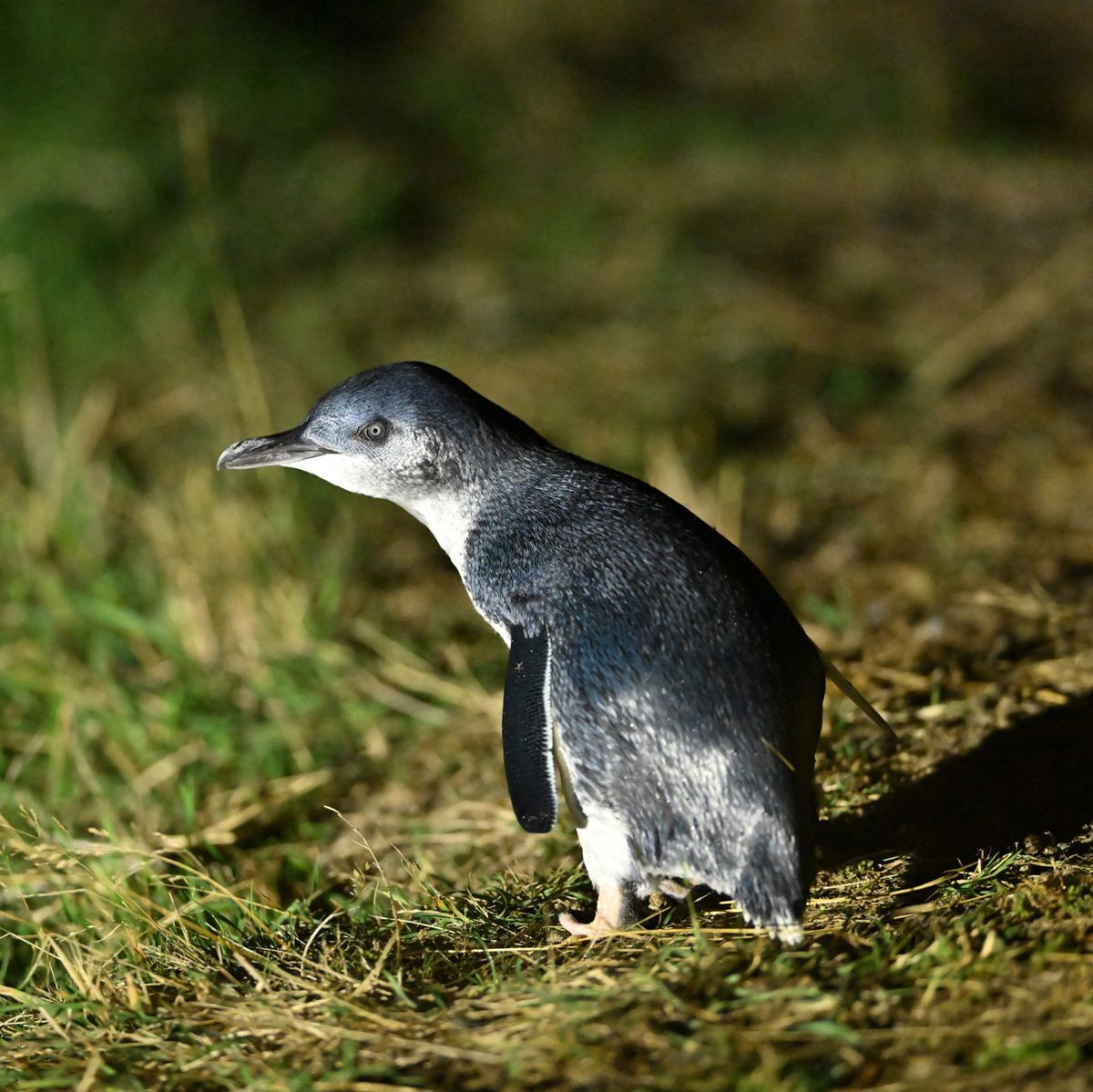 Bloqueur Grands Oiseaux SWISSINNO - Pour Mangeoires Smart Birds Modèle Davos & Genève