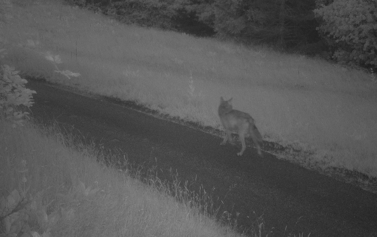 Un loup marche sur un chemin pavé la nuit, capturé par une caméra infrarouge.