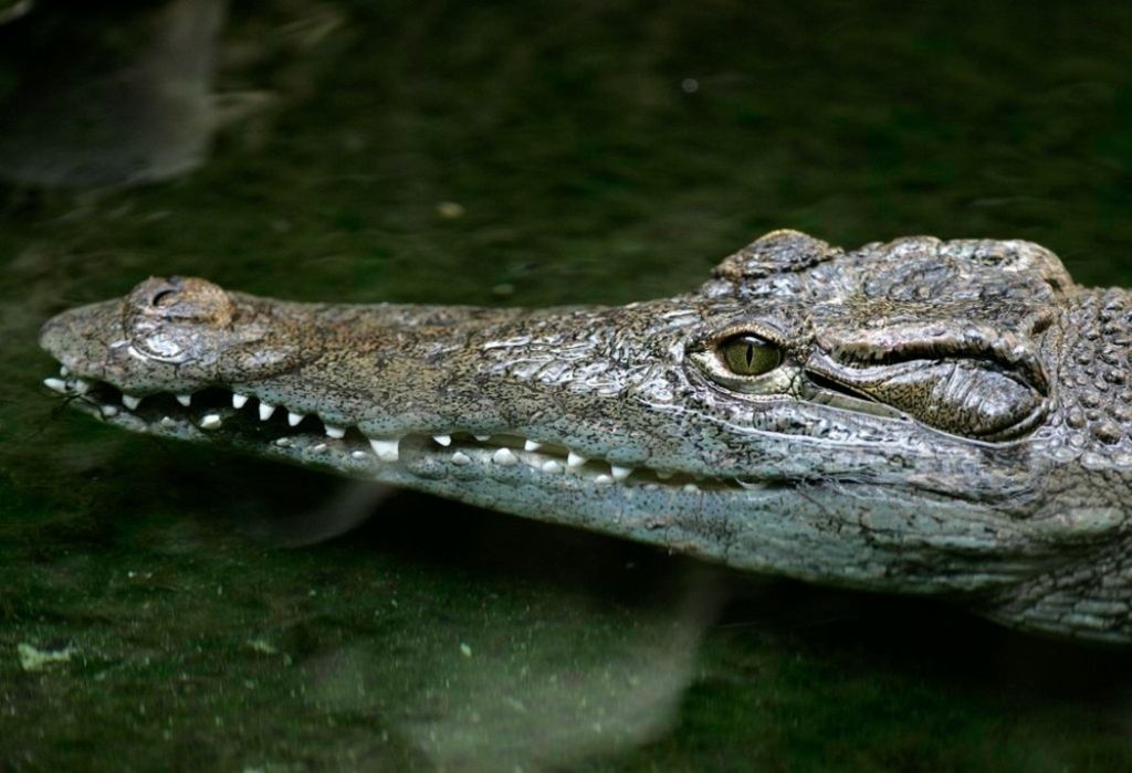 Frau nach Krokodil-Attacke vermisst