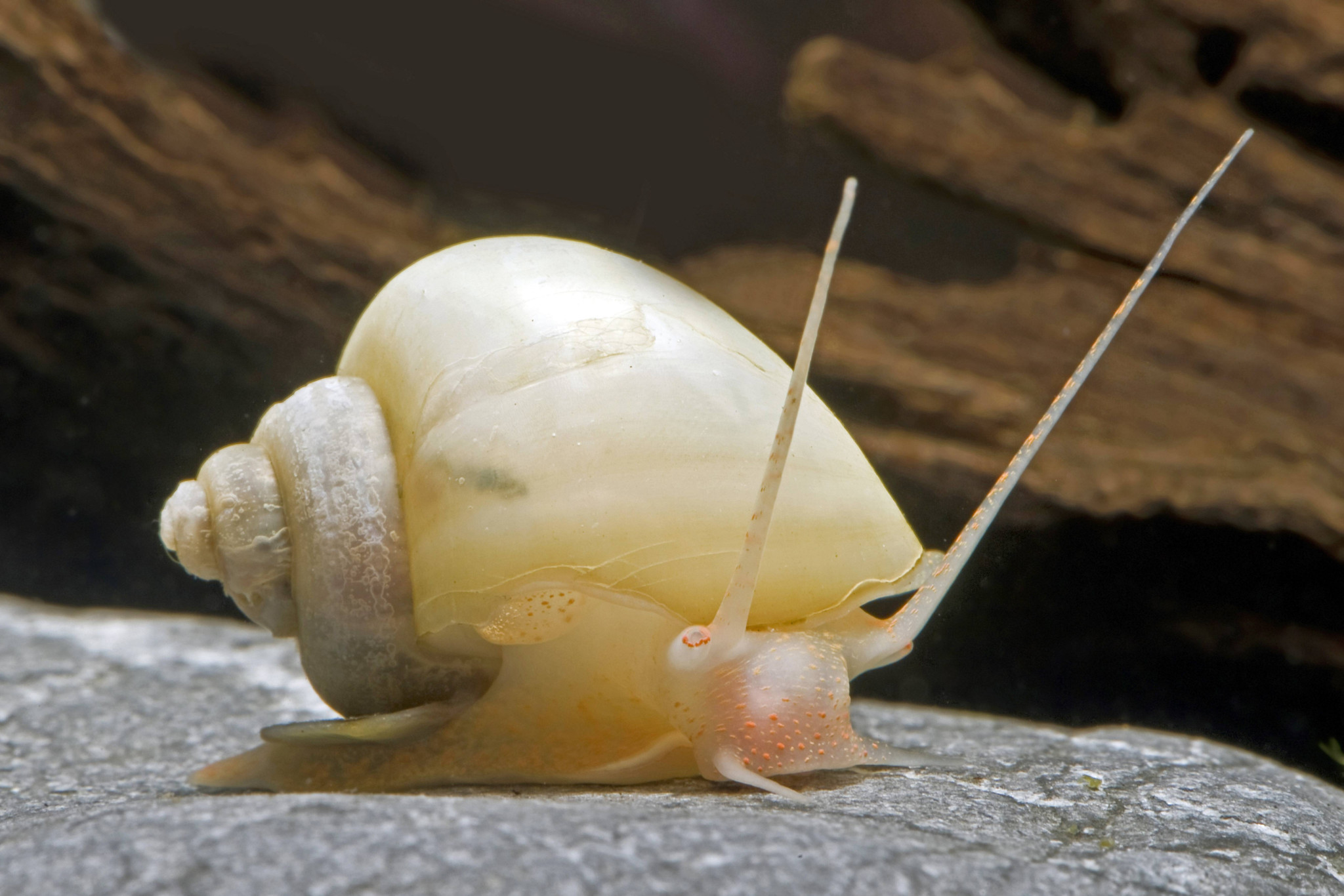 Invasive Tierart: Eine beliebte Aquarienschnecke w