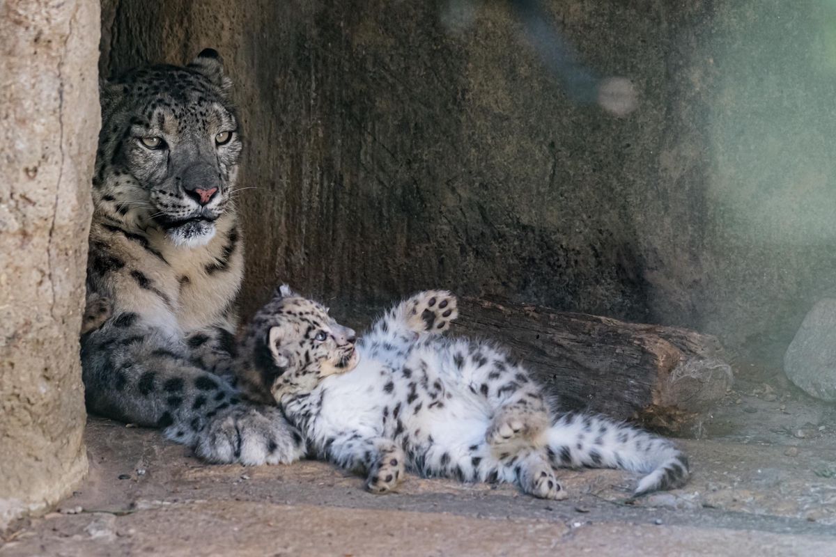 Comment S Appelle La Femelle Du Léopard Bâle: La famille des léopards des neiges s'agrandit puissance trois - 20  minutes