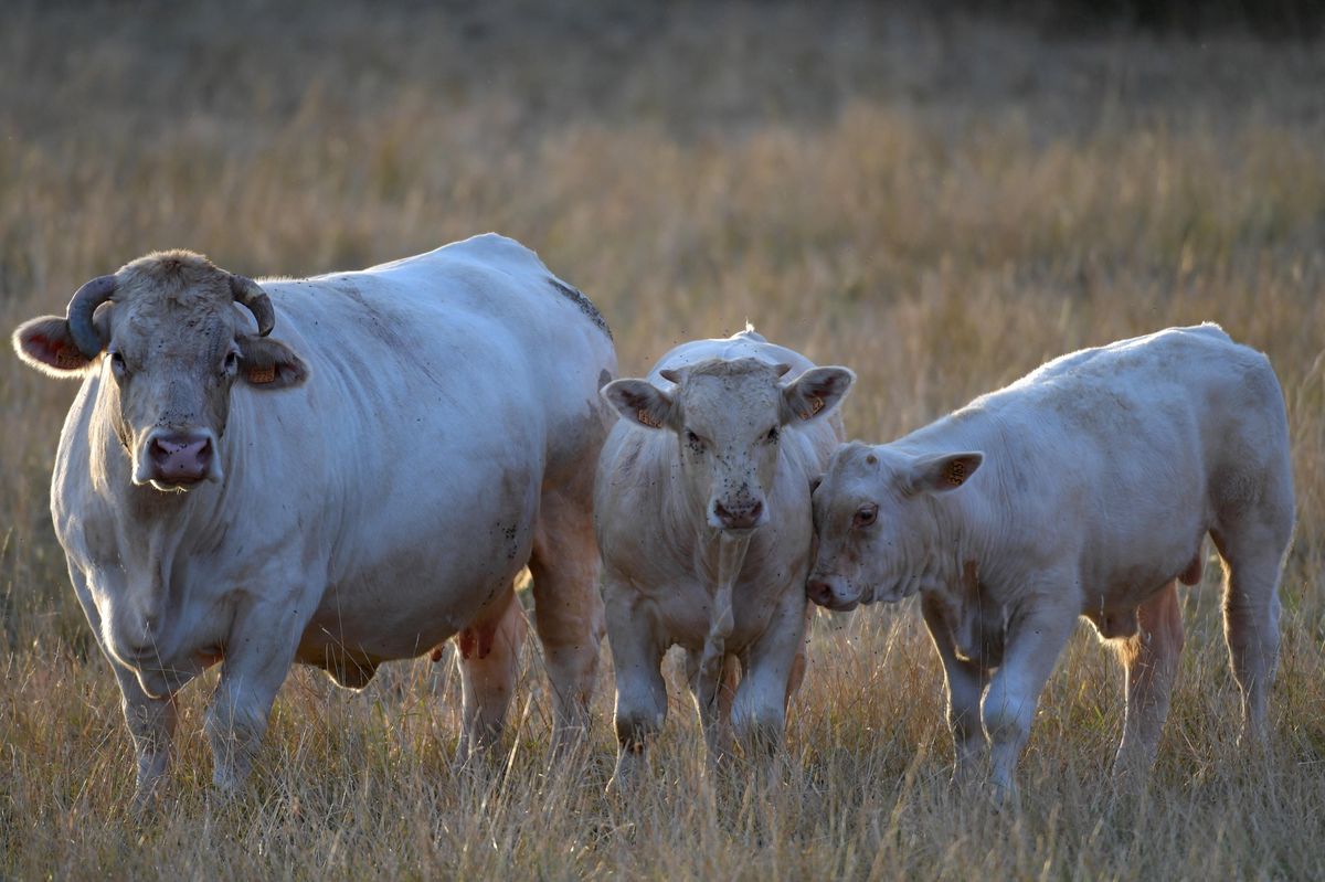 Cows produce methane and are therefore a source of pollution.